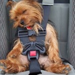  What to think about when road tripping with your dog during holiday season