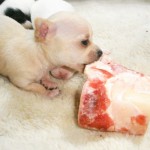 Feed your pup with safety in mind at all times