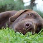 Natural approach to help your arthritic dog thrive again