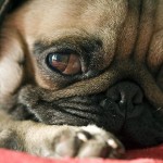 Common causes of epilepsy in dogs and treatment naturally