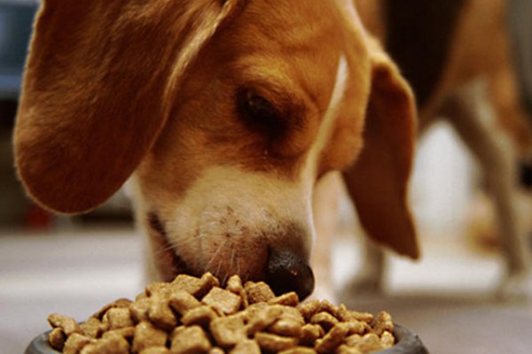 dog food documentary