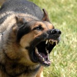 Aggressive dogs off leash
