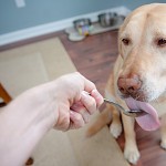 How your dog benefits from coconut oil