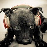 Dog music – A relaxing way to relieve stress, anxiety and loneliness