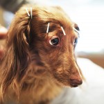 The Truth About Acupuncture for Your Pet