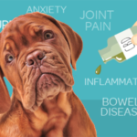 What you need to know about CBD oil and how it can help your ailing pooch