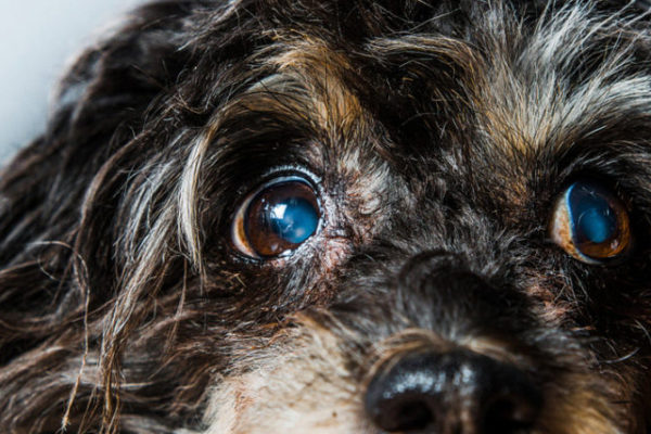 can cataracts kill a dog