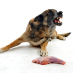 Is food aggression in a dog acceptable?
