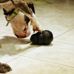 Why your dog gets more bored with some toys than others
