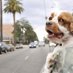 Your dog has motion sickness. Here is the natural solution…
