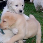 When puppies play, young boy dogs often let the girls win — anything to keep the game going