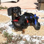 New technique enables your dog to walk again!