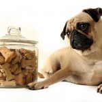 Is food sensitivity and food allergy in dogs the same thing?