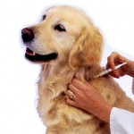 Why veterinary experts agree annual vaccinations are not necessary