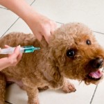  Vaccinations: A word of caution for our animals and why titer tests are a better option 