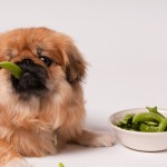 Why giving your pooch too many veggies is not healthy