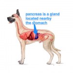 Why dog’s suffer from pancreatitis and what you can do