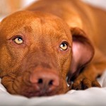 Ask a holistic vet: Dogs with diabetes