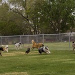 Things to think about before you bring your dog to a dog park