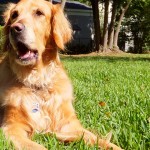 How to add Omega 3 fish oils to your dog’s diet the right way
