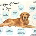 Would you ever expect this would be the cause of cancer in your dog?