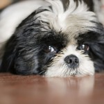 Home remedies for dogs that work