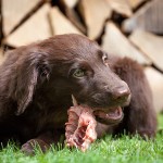 Learn how to feed your dog raw food diet