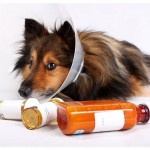 Epidemic of medicated dogs calling into question sanity of their owners