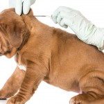 Planning To Microchip Your Dog? Implanted Microchips Cause Cancer