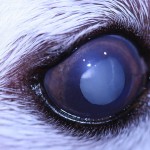 Dogs and the onset of eye disease