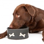 What’s in your dog’s food and what it really means
