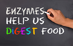 enzymes help us digest food