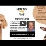 The Thyroid Epidemic in Dogs you may want to know about