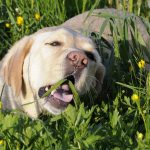 Why do our dogs eat grass?