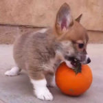 How to  trick your pup into eating pumpkin