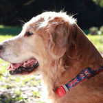 Exercise your senior pup in moderation