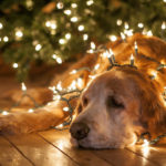 How to keep your dog feeling jolly even during the chaos of the season