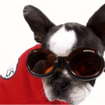 Doggles eye glasses help your dog regain eye sight