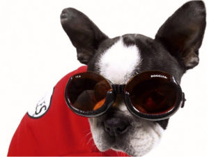 Doggles eye glasses help your dog regain eye sight