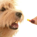 NSAIDs: Think twice before giving these dangerous pain meds to your dog