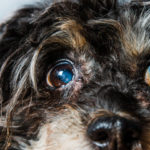 Older dogs and cataracts