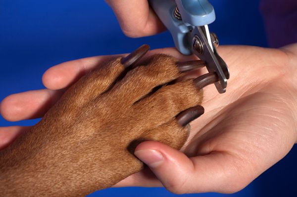 How to groom your dog’s nails