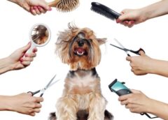 Calming Techniques: Unlock Five Tips for Grooming Your Anxious Pup
